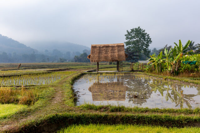 20191213_rice_paddy_field 8 Credit Balon Greyjoy Public Domain_2k