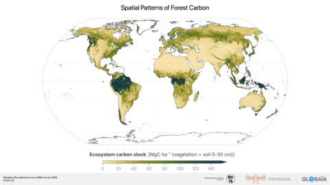 FIGURE_13a Forest_carbon_stocks
