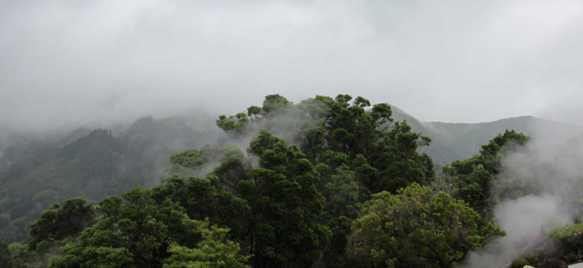 Foret_tropical Wiki Commons