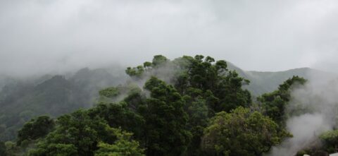 Foret_tropical Wiki Commons