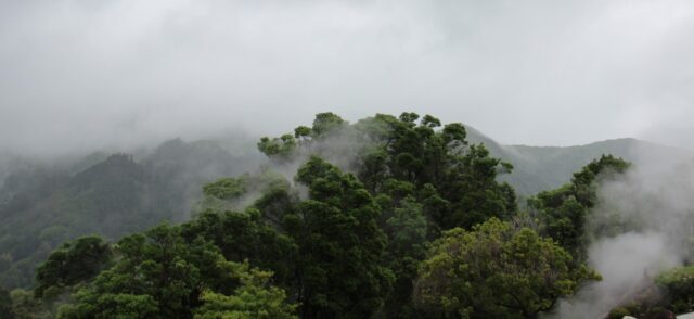 Foret_tropical Wiki Commons