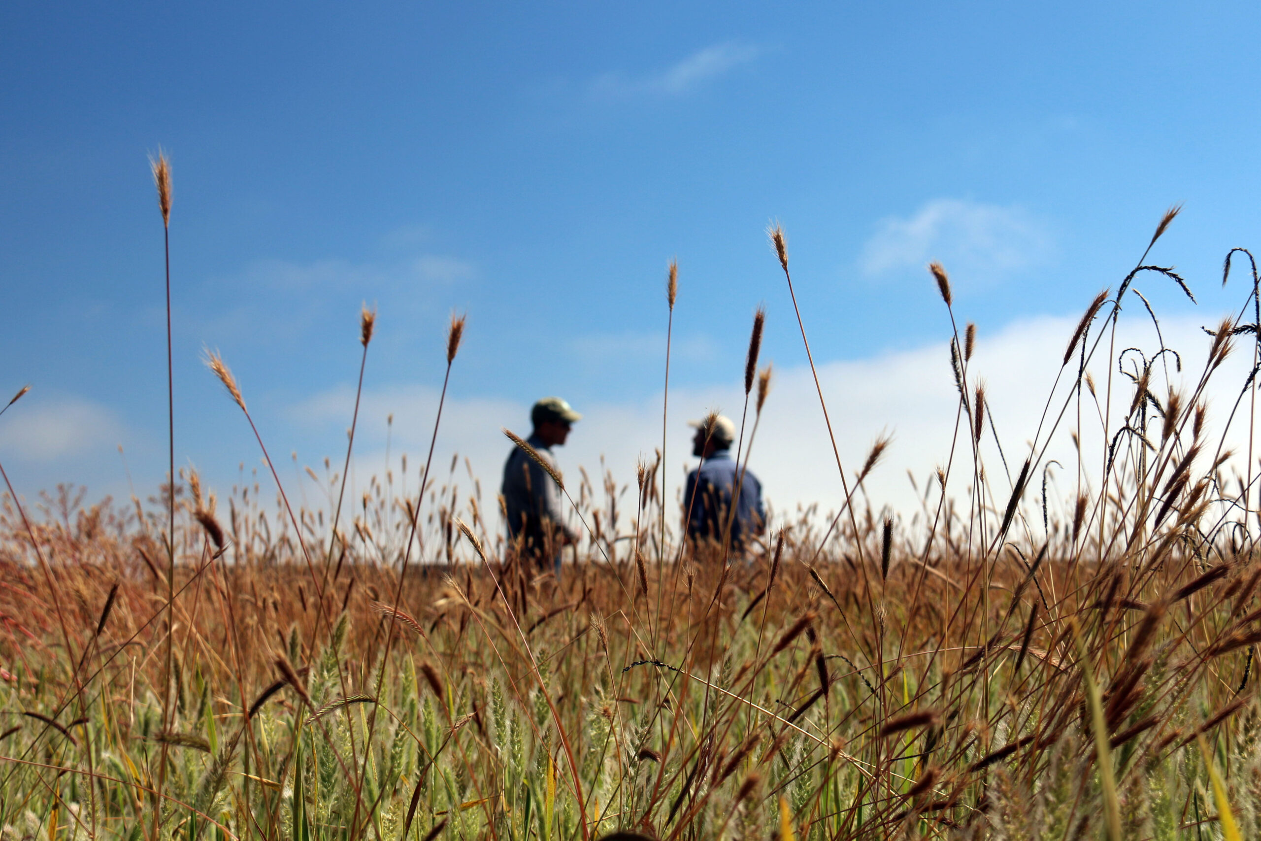 Grassland_on_Watsonville_Slough_Farm_in_Santa_Cruz_County_California_45961725001 Wiki Commons
