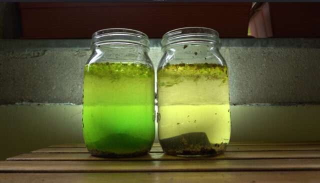 Eutrophication B Phillips_2k