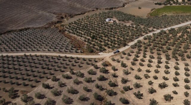 Farms Olive B Phillips