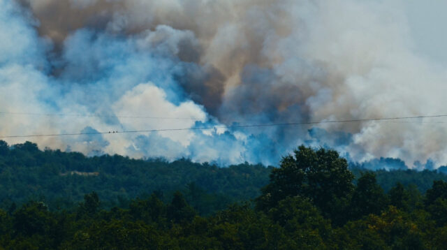 Forest Fire B Phillips_2k