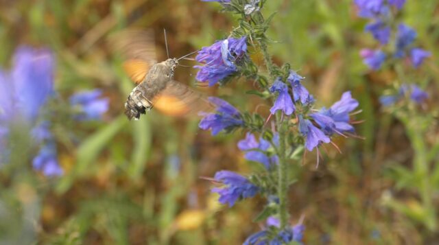 Hummingbird Hawkmoth B Phillips