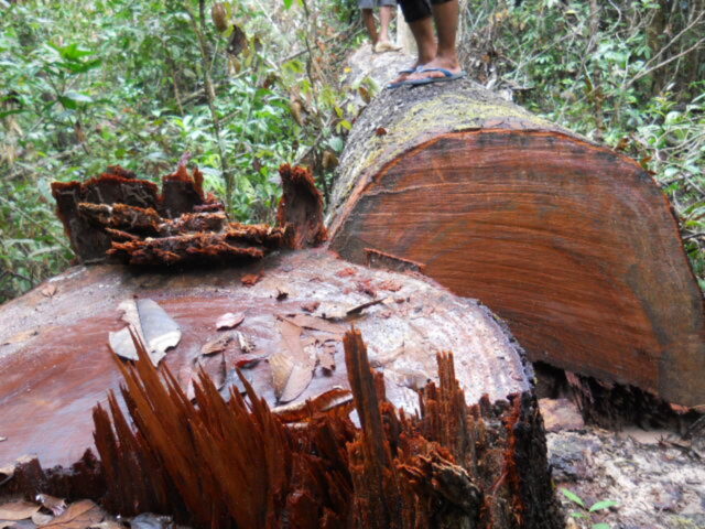 ដើមឈើដែលជនល្មើសលួចកាប់ Illegal Logging Public Domain_2k
